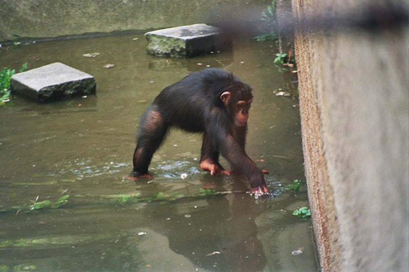 Wrocławskie zoo podczas powodzi. Wybieg dla szympans&oacute;w