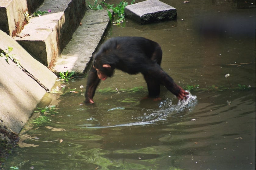 Wrocławskie zoo podczas powodzi. Wybieg dla szympans&oacute;w
