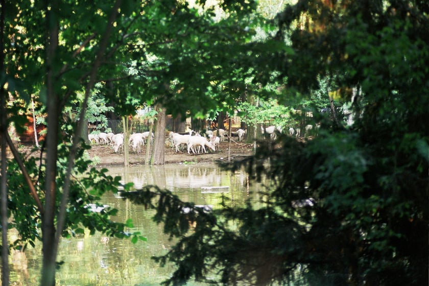 Wrocławskie zoo podczas powodzi