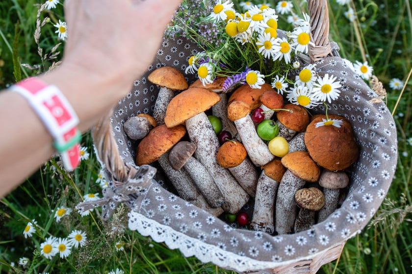 Świetnym miejscem na grzybobranie są lasy Gór Sowich w okolicy Sierpnicy, Zagórza Śląskiego, okolice Bystrzycy Górnej...