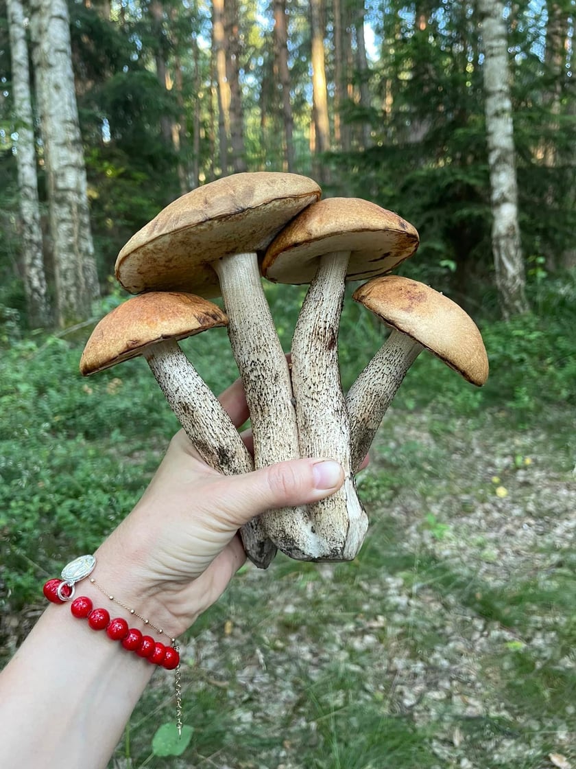 Szczepanów, Mrozów koło Wrocławia.