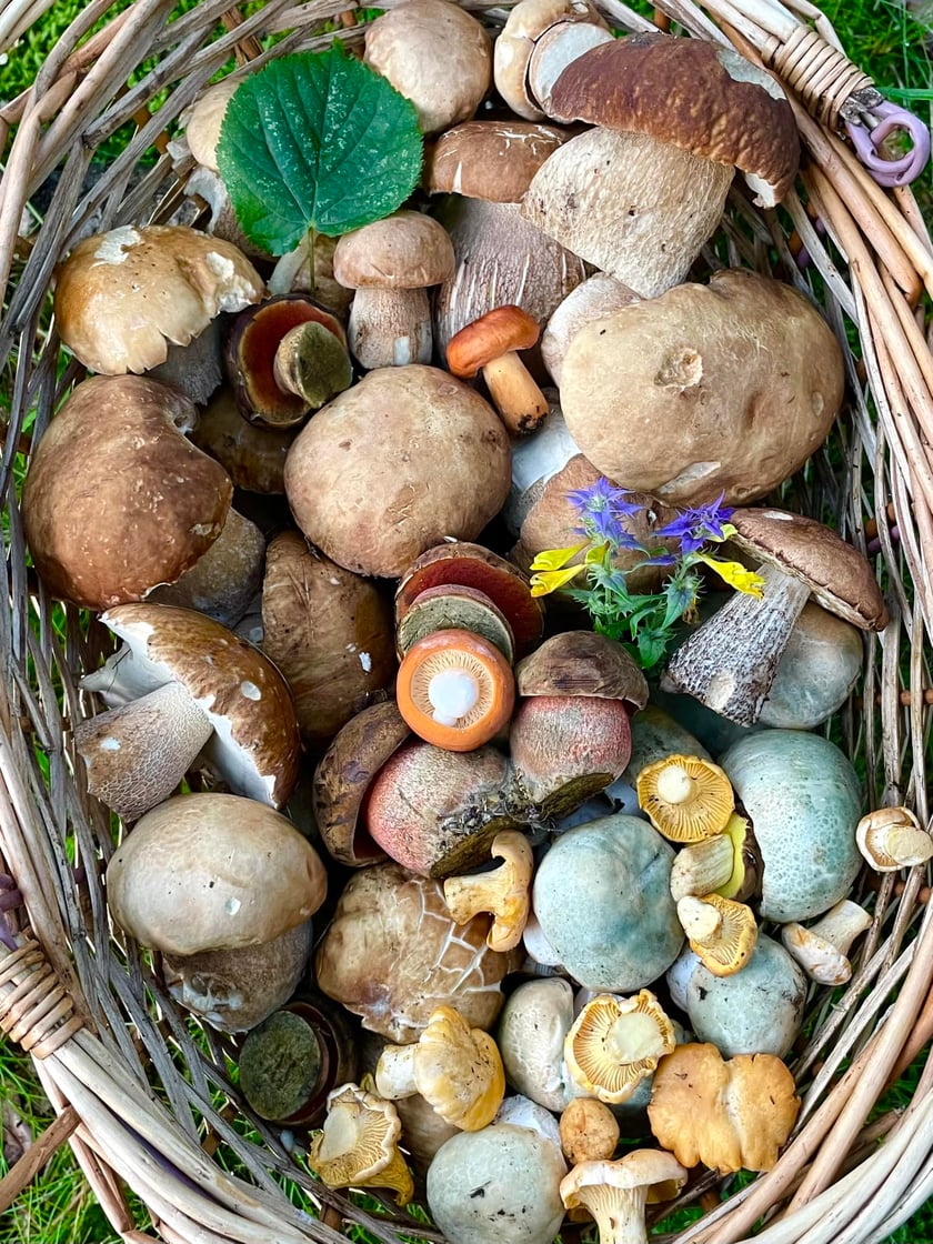Wspaniałym miejscem grzybowym jest też park Szczytnicki we Wrocławiu. Rośnie tam wiele, nawet rzadkich gatunków, m.in. gorzkoborowik korzeniasty, będący pod ochroną.