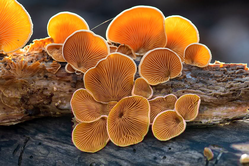 Boczniaczek pomarańczowożółty