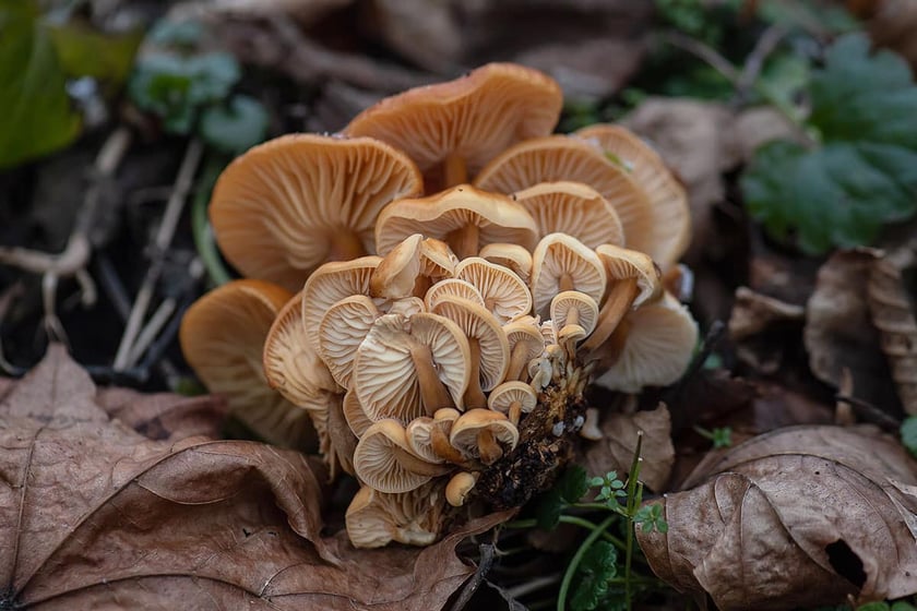 płomiennica zimowa