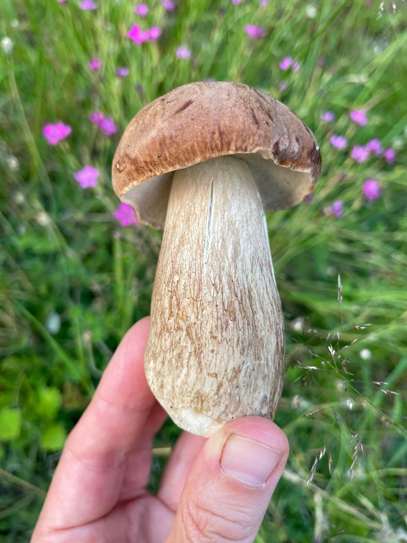 borowik usiatkowany