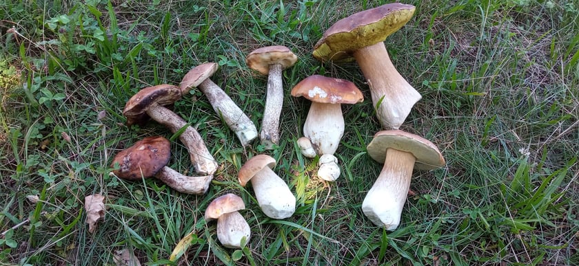 Okolice Milicza.