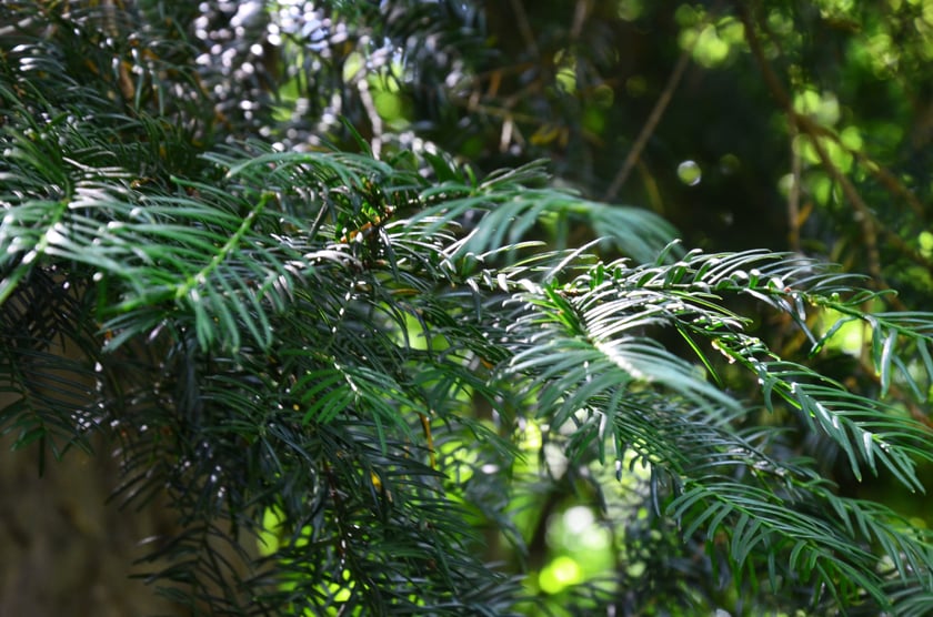 wycieczka z Wrocławia do Starego Książa i Książa