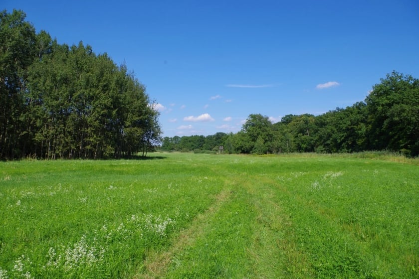 Widok na polane śródleśną w Lesie Strachocińskim