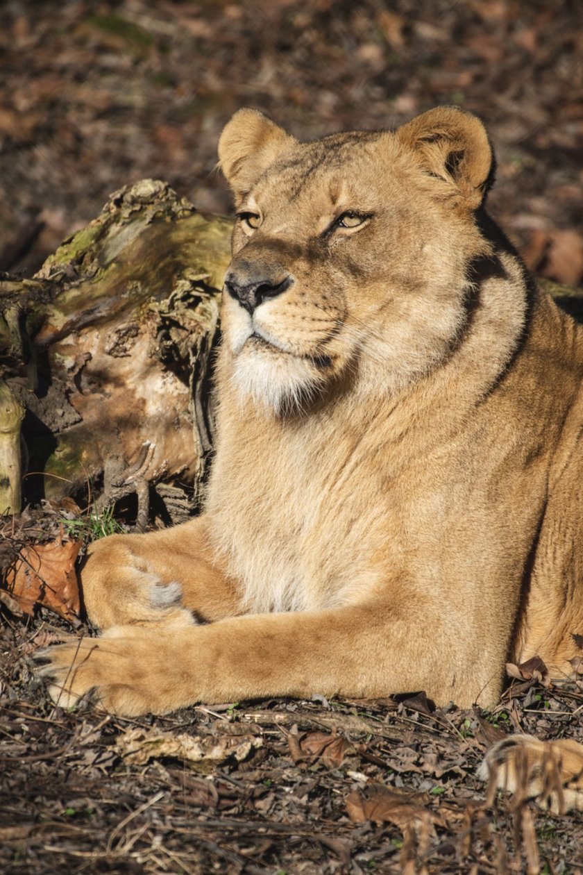 Lwica Okavango na wybiegu w zoo