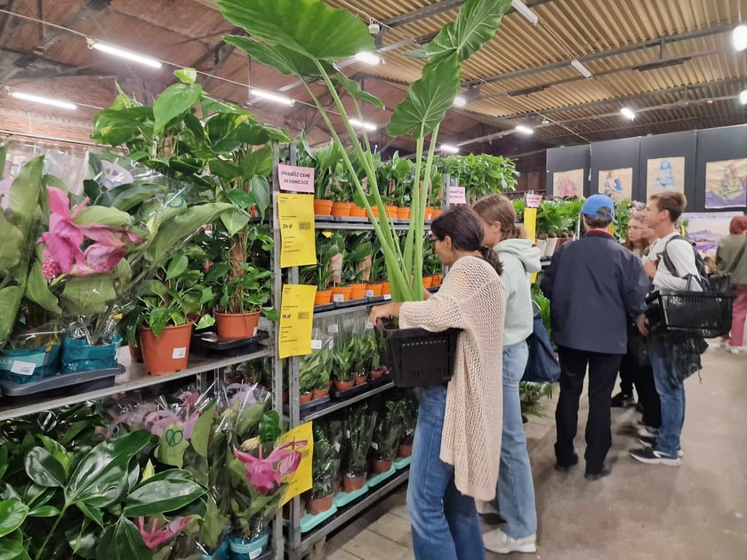 Festiwal roślin doniczkowych w Czasoprzestrzeni na Wielkiej Wyspie