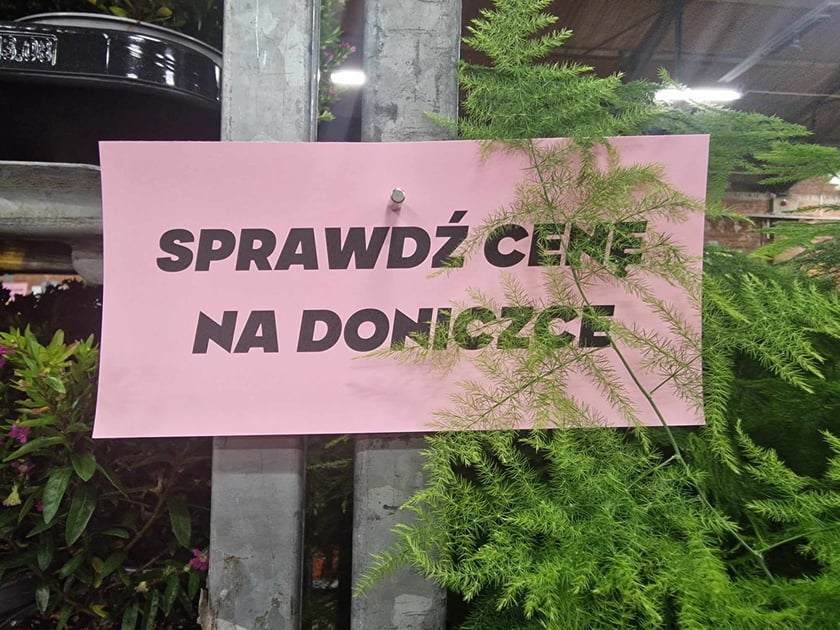 Festiwal roślin doniczkowych w Czasoprzestrzeni na Wielkiej Wyspie