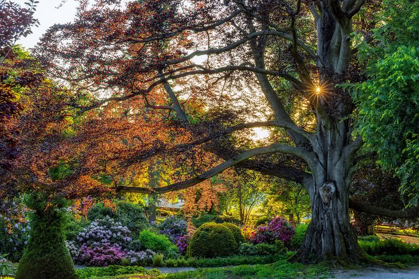 Buk "Serce Ogrodu" w Arboretum Wojsławice, który został Drzewem Roku 2023