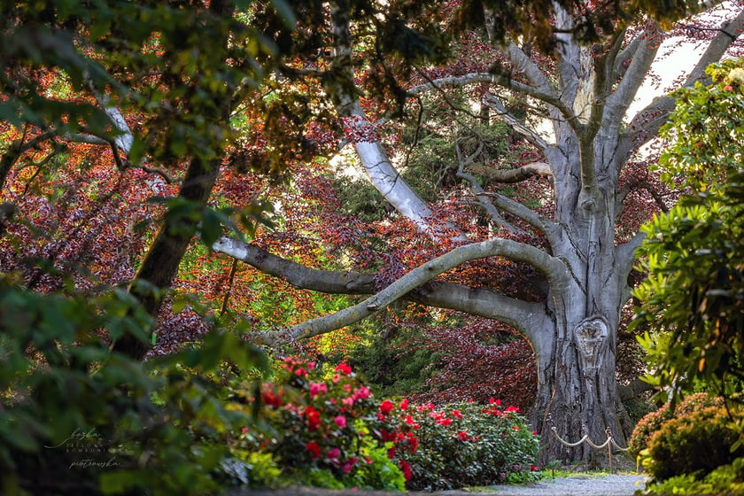 Buk "Serce Ogrodu" w Arboretum Wojsławice, który został Drzewem Roku 2023