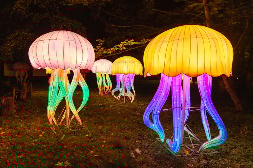 Garden of Lights - Ogród Świateł - wystawa "Dzika Afryka"
