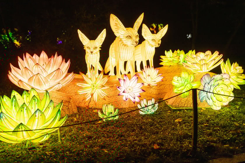 Garden of Lights - Ogród Świateł - wystawa "Dzika Afryka"