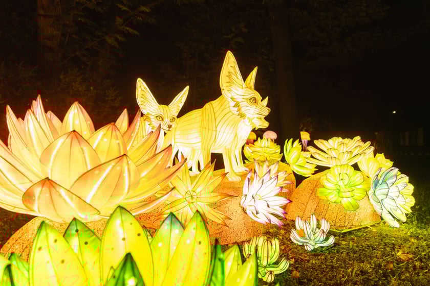 Garden of Lights - Ogród Świateł - wystawa "Dzika Afryka"