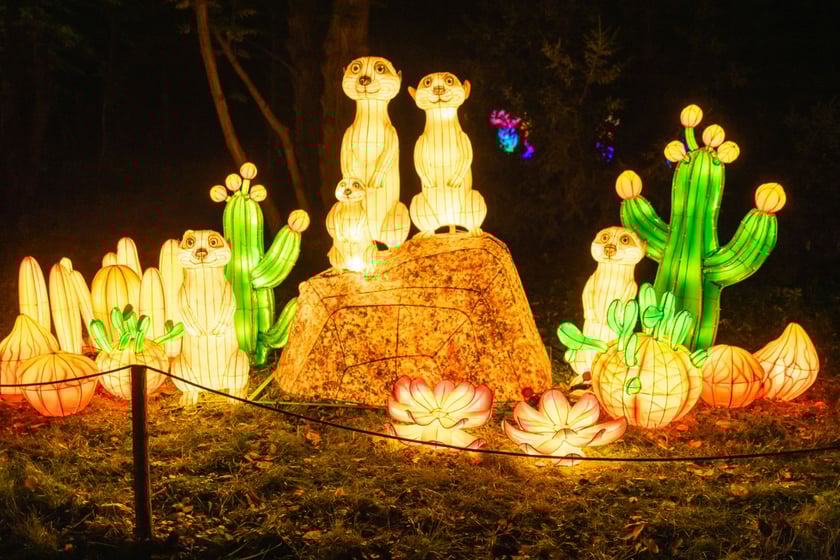 Garden of Lights - Ogród Świateł - wystawa "Dzika Afryka"