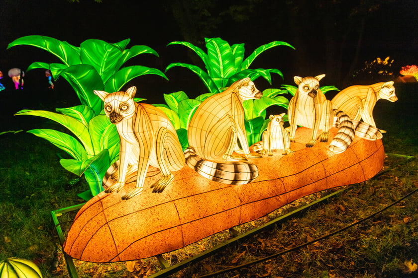 Garden of Lights - Ogród Świateł - wystawa "Dzika Afryka"