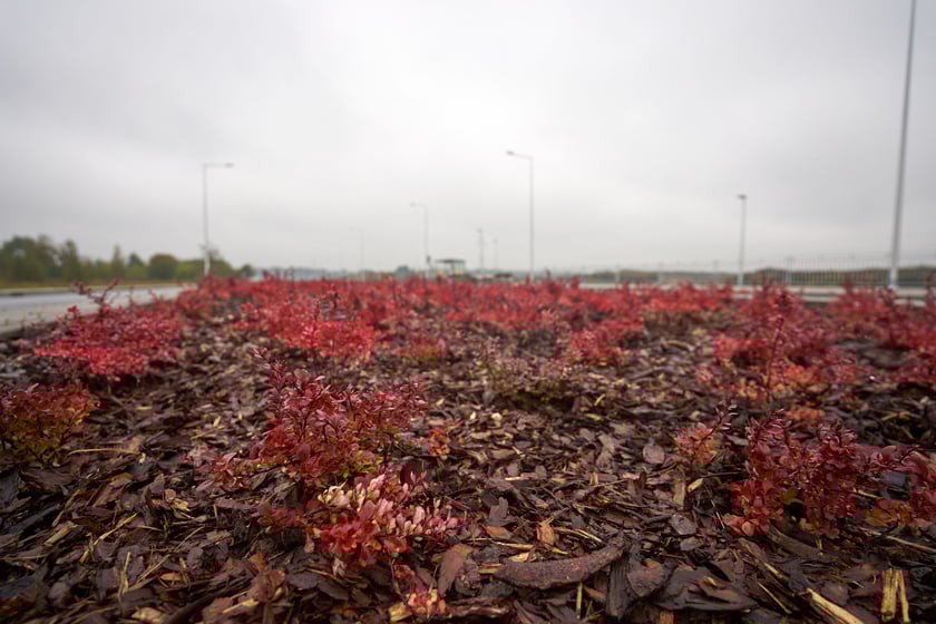 Krzewy na rondzie przy Halickiej