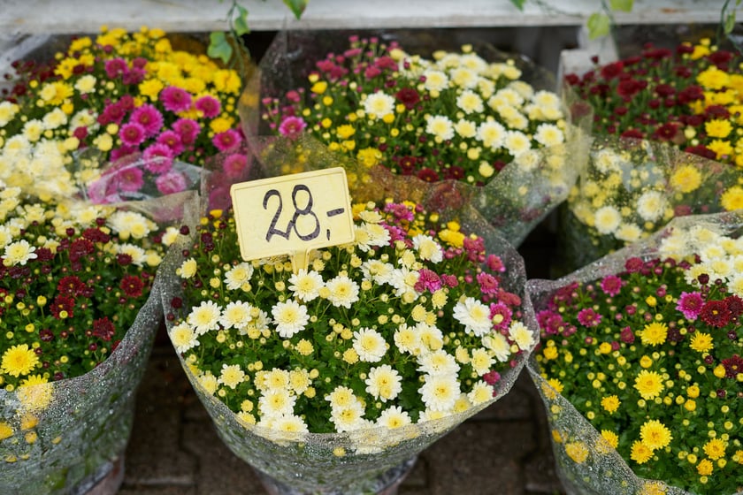 Kwiaty i znicze na groby w okresie Wszystkich Świętych. Od 25 października do 2 listopada, na terenach należących gminy Wrocław, są punkty sprzedaży zniczy i kwiatów.