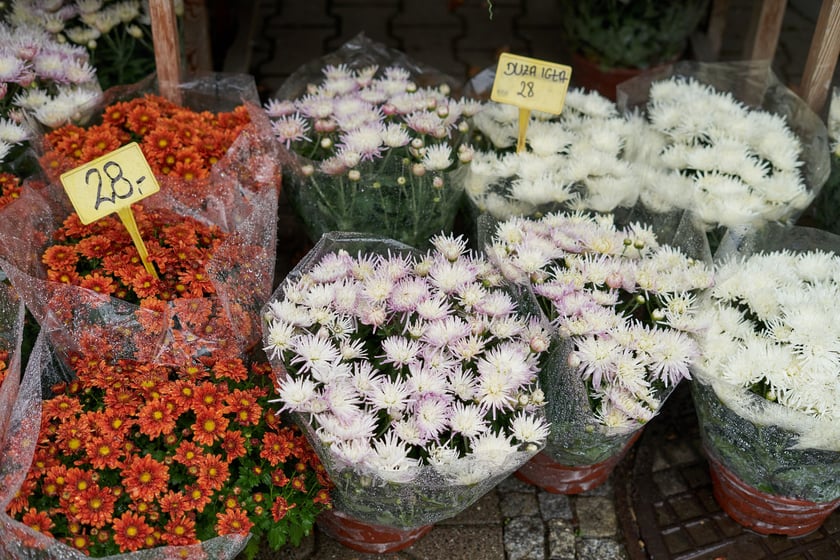 Kwiaty i znicze na groby w okresie Wszystkich Świętych. Od 25 października do 2 listopada, na terenach należących gminy Wrocław, są punkty sprzedaży zniczy i kwiatów.