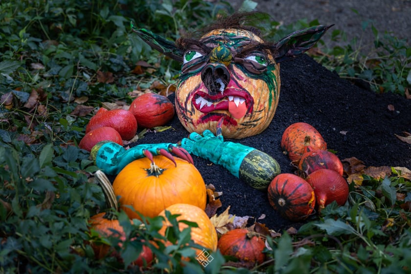 Jesień w Ogrodzie Botanicznym we Wrocławiu