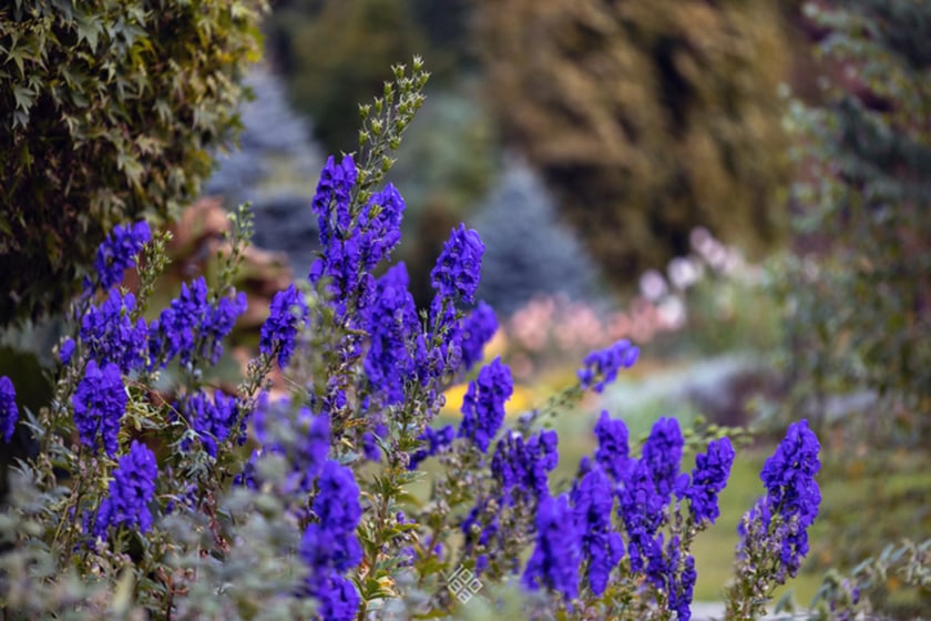 Jesień w Ogrodzie Botanicznym we Wrocławiu