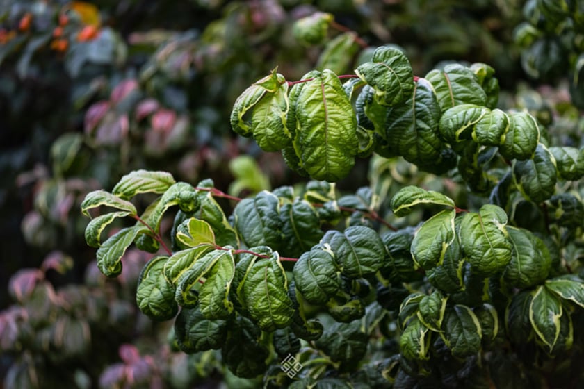 Jesień w Ogrodzie Botanicznym we Wrocławiu