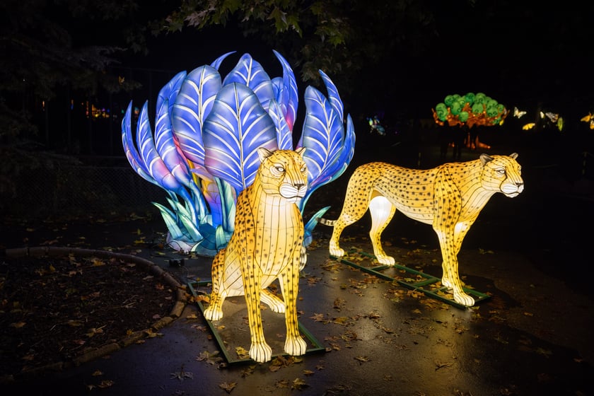 Garden of Lighst - Ogród Świateł - wystawa "Dzika Afryka" w zoo