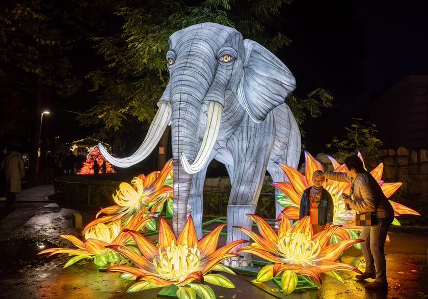 Garden of Lighst - Ogród Świateł - wystawa "Dzika Afryka" w zoo