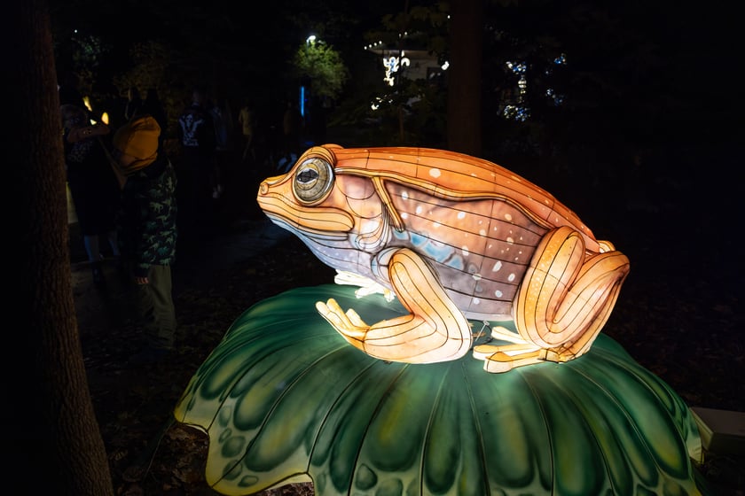 Garden of Lighst - Ogród Świateł - wystawa "Dzika Afryka" w zoo
