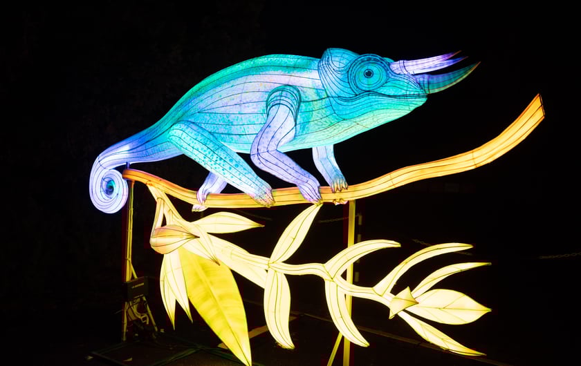 Garden of Lighst - Ogród Świateł - wystawa "Dzika Afryka" w zoo