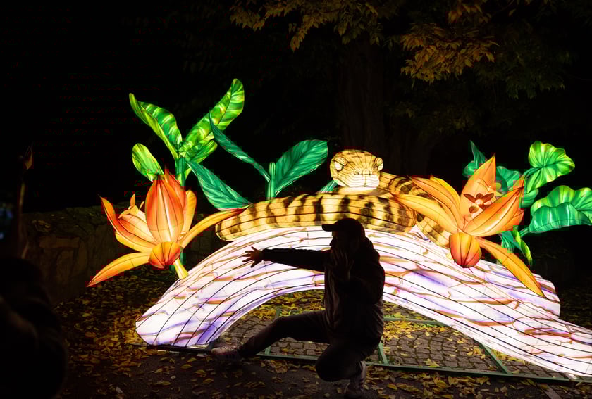 Garden of Lighst - Ogród Świateł - wystawa "Dzika Afryka" w zoo