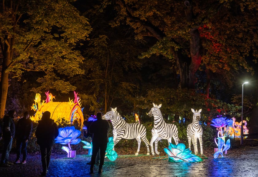 Garden of Lighst - Ogród Świateł - wystawa "Dzika Afryka" w zoo