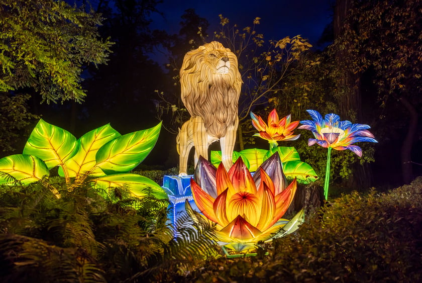 Garden of Lighst - Ogród Świateł - wystawa "Dzika Afryka" w zoo