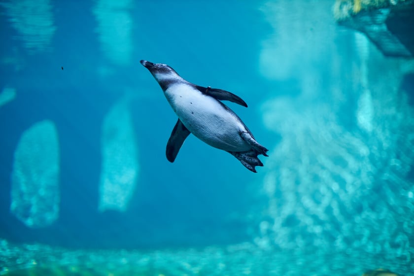pingwin we wrocławskim zoo