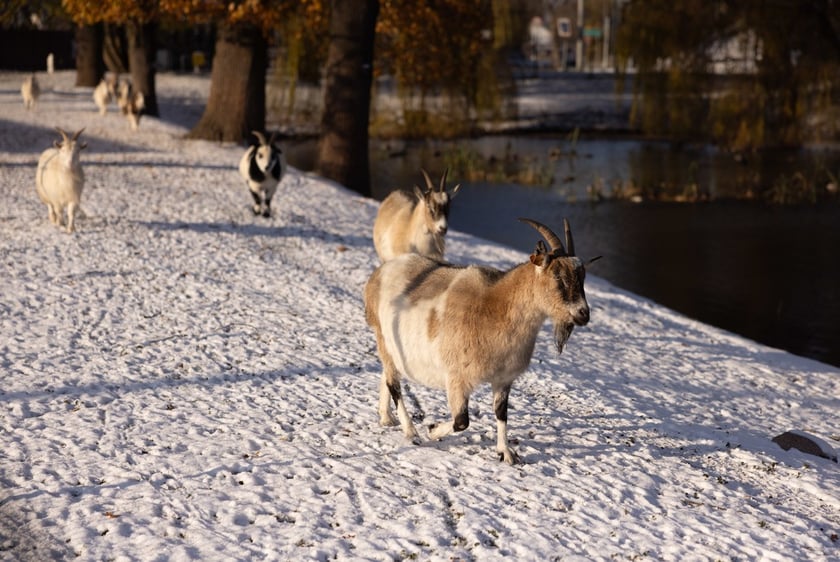 Pałac Korn&oacute;w w Pawłowicach - minizoo