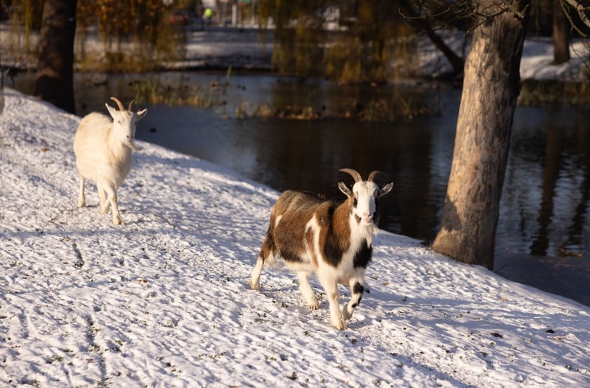 Pałac Korn&oacute;w w Pawłowicach - minizoo