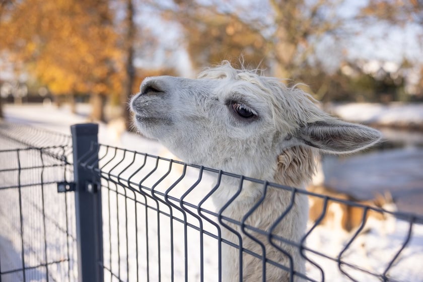 Pałac Korn&oacute;w w Pawłowicach - minizoo
