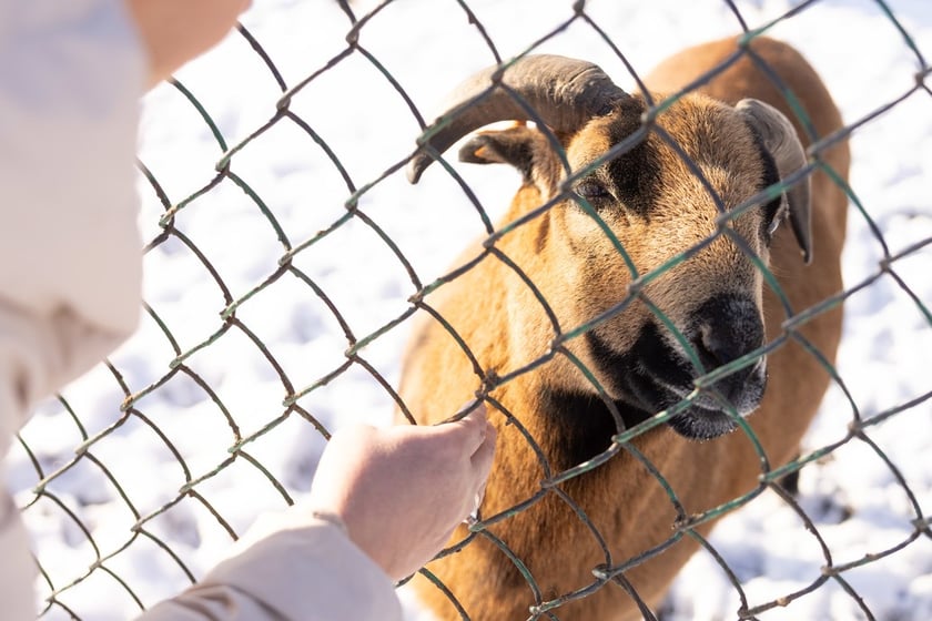 Pałac Korn&oacute;w w Pawłowicach - minizoo