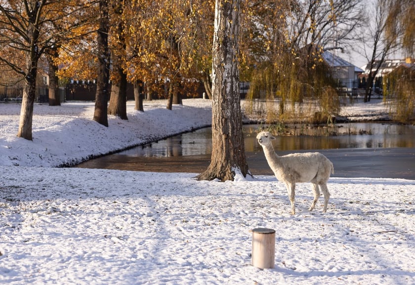 Pałac Korn&oacute;w w Pawłowicach - minizoo