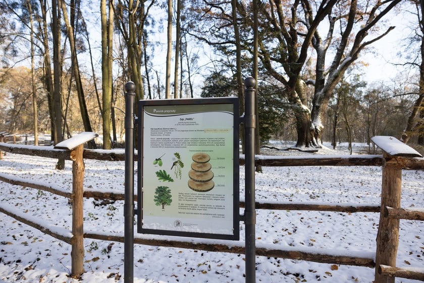 Pałac Korn&oacute;w w Pawłowicach - park z dębem "Paweł"