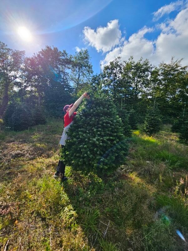 Jodła kaukaska PRIMA 2,25-2,7m-399 zł