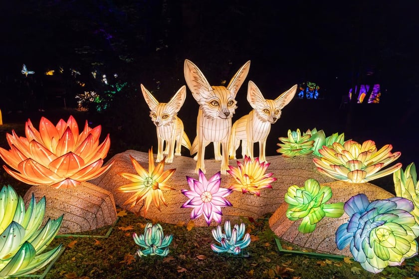 Garden of Lights z zoo Wrocław&nbsp;