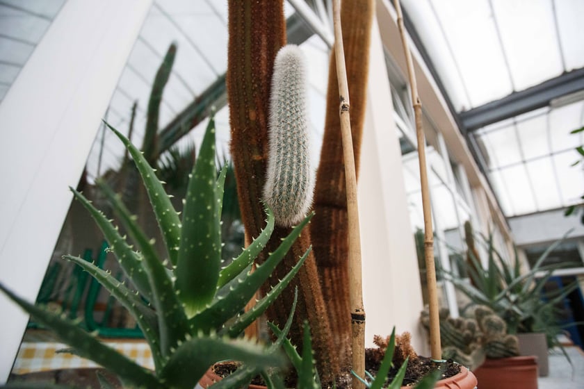 Mini ogr&oacute;d botaniczny w szkole podstawowej przy ul. Prostej