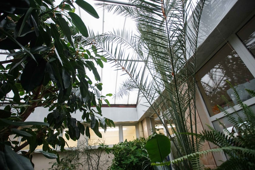 Mini ogr&oacute;d botaniczny w szkole podstawowej przy ul. Prostej