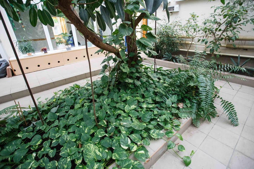 Mini ogr&oacute;d botaniczny w szkole podstawowej przy ul. Prostej