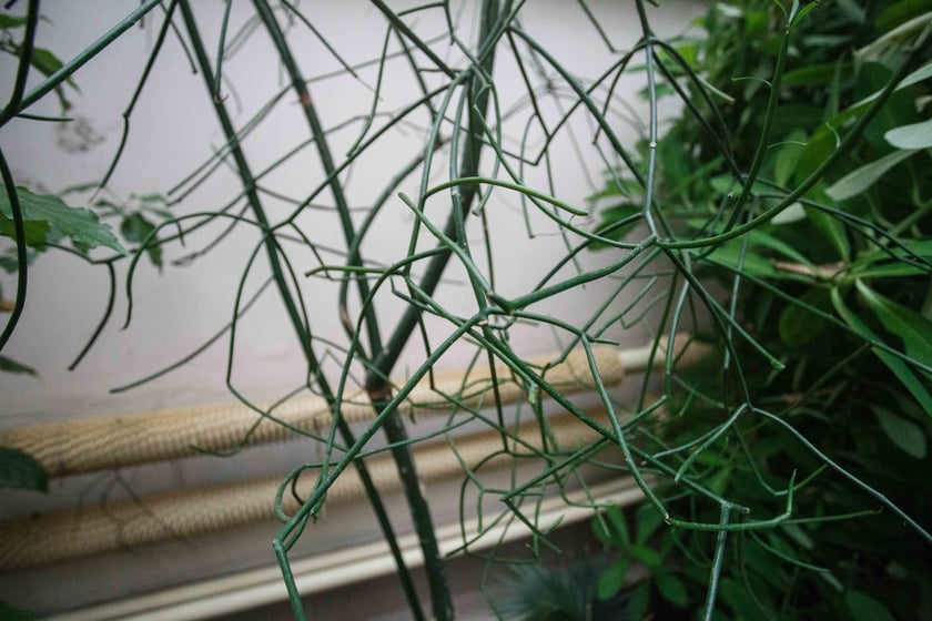 Mini ogr&oacute;d botaniczny w szkole podstawowej przy ul. Prostej