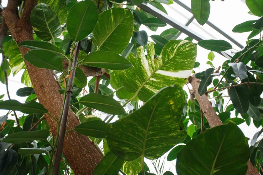 Mini ogr&oacute;d botaniczny w szkole podstawowej przy ul. Prostej