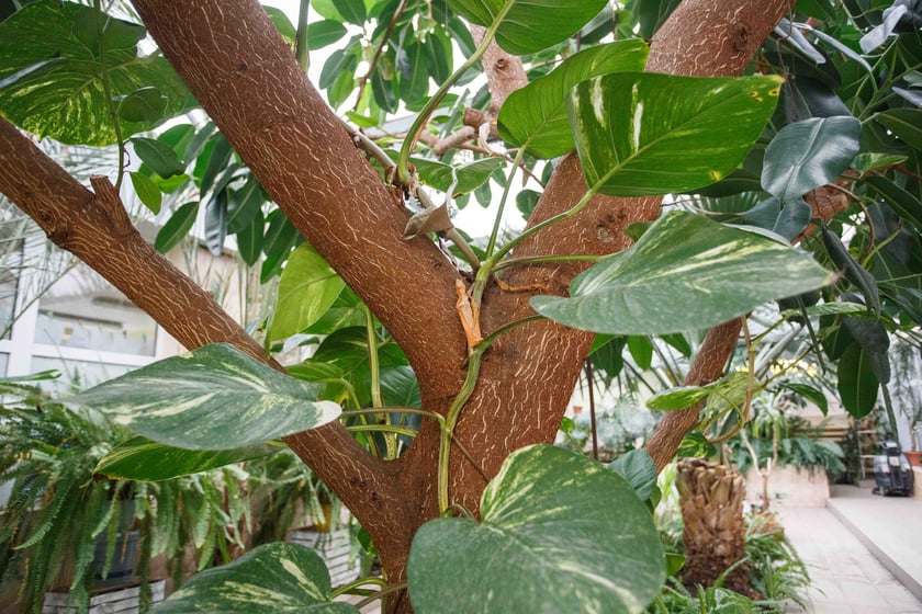 Mini ogr&oacute;d botaniczny w szkole podstawowej przy ul. Prostej